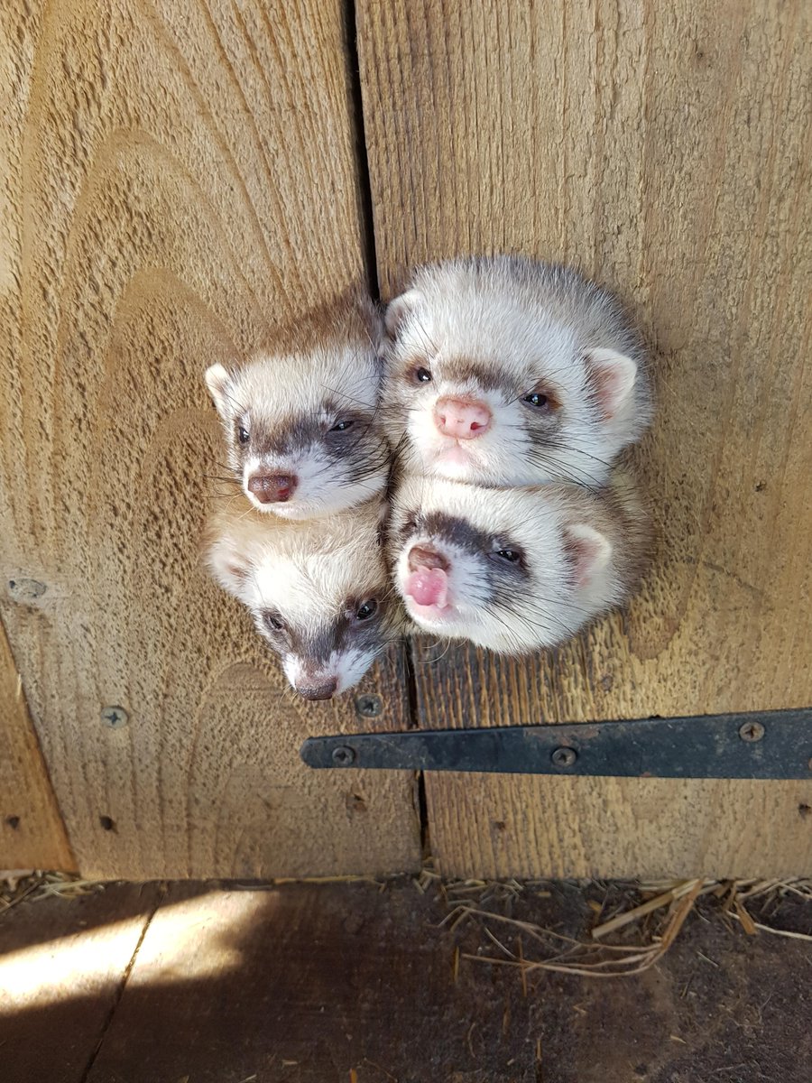 FerretPerHour's tweet image. 