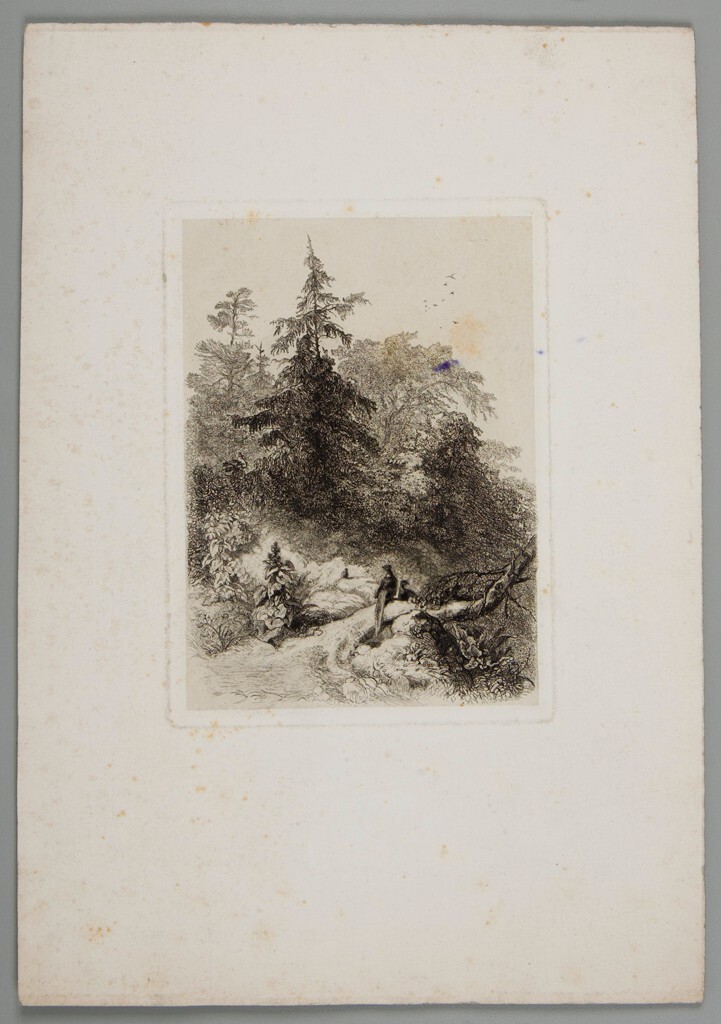 KarlBodmer's tweet image. Pheasants in a Wooded Landscape harvardartmuseums.org/collections/ob…