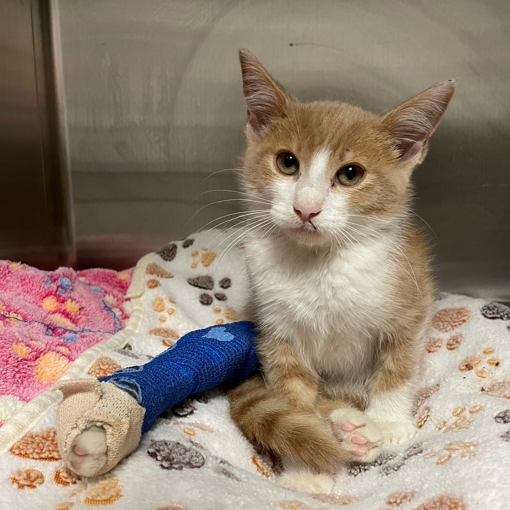 TreeHouseCats's tweet image. Because of you, we get to save kitties like Shoresy—tiny fighters with rough beginnings and big hopes for a Happy Ending Tail. 💚
If you'd like to support medical care for #TreeHouseCats like Shoresy, please visit donate.treehouseanimals.org/give/650344
#VetMed #Kitten #Donate #Chicago #Cats