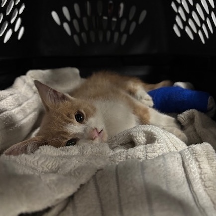 TreeHouseCats's tweet image. Because of you, we get to save kitties like Shoresy—tiny fighters with rough beginnings and big hopes for a Happy Ending Tail. 💚
If you'd like to support medical care for #TreeHouseCats like Shoresy, please visit donate.treehouseanimals.org/give/650344
#VetMed #Kitten #Donate #Chicago #Cats