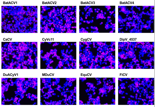 New study reveals diverse immune evasion tactics by Circoviridae viruses 🦠

Capsid proteins from viruses like PCV2 and canine circovirus differently affect interferon signaling, suggesting species-specific immune modulation.

🔗brnw.ch/21wUs09

#Virology #AnimalHealth
