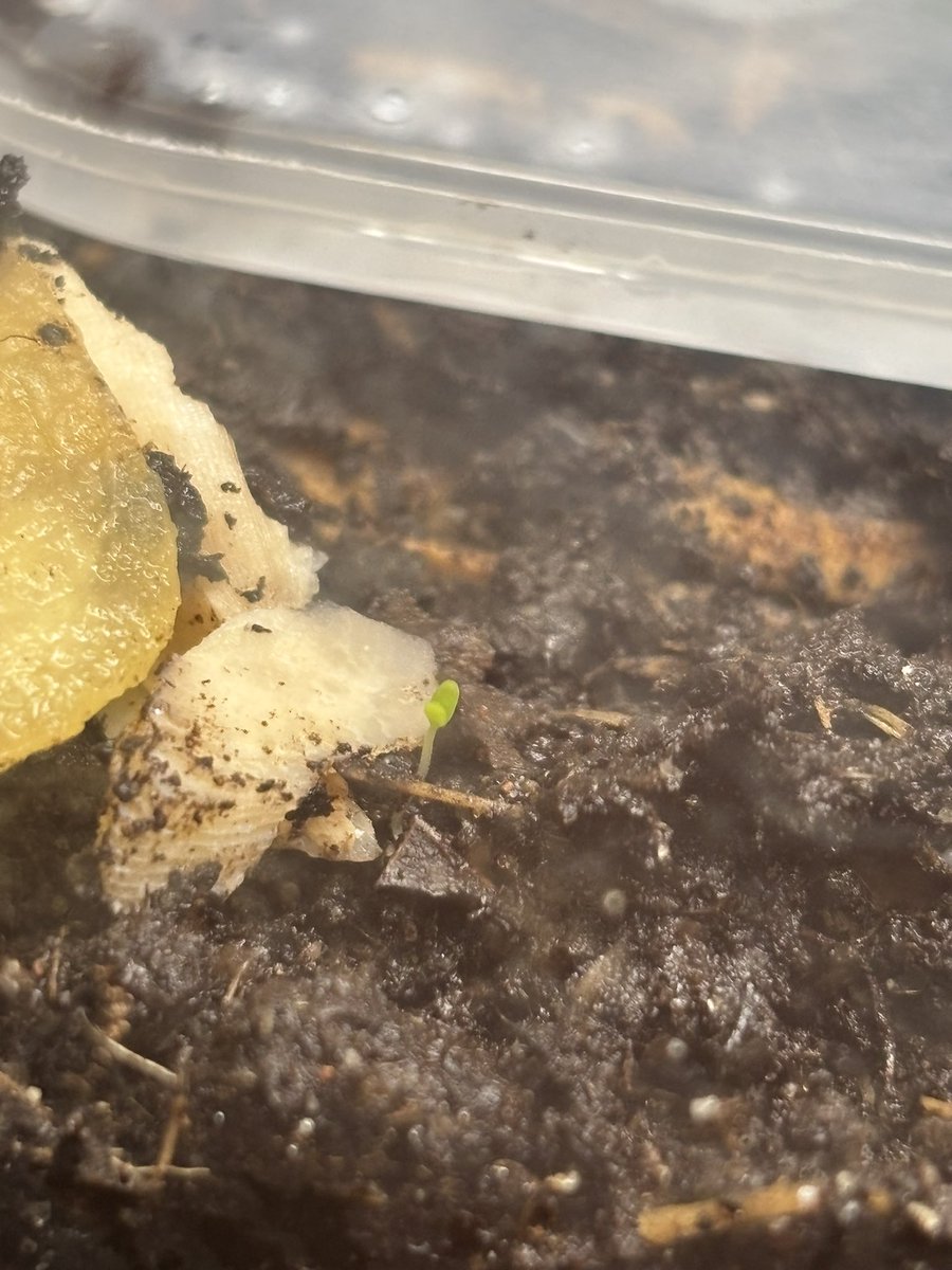 ajaxiooo's tweet image. adorable petite pousse qui a pop dans mon terrarium (elle va se faire dévorer)
