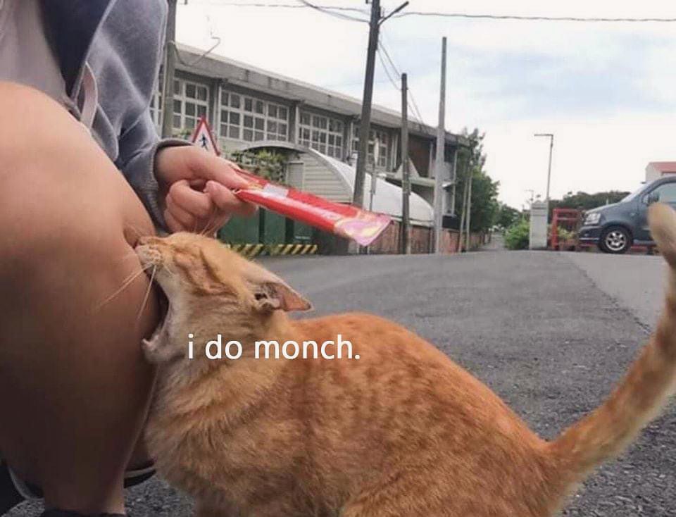 Punch Cat (@punchingcat) on Twitter photo 