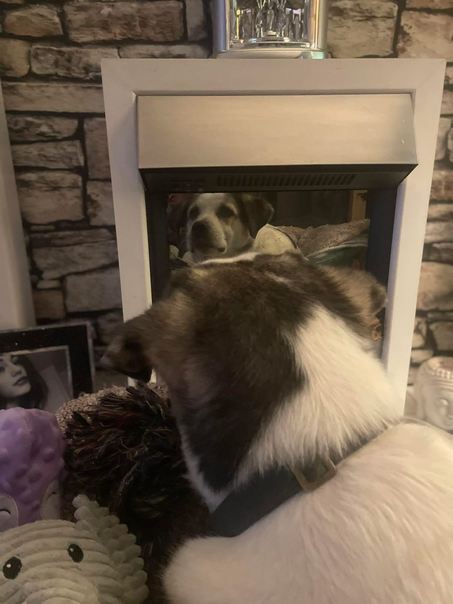 GillyMeeky's tweet image. A lovely update for Josie from her mam ❤️
This is the moment Josie saw her reflection in the fire place ! She had a little chat with herself and then kept trying to find herself in the kitchen (the fireplace sits on the kitchen wall side in lounge )
We did have lots of…