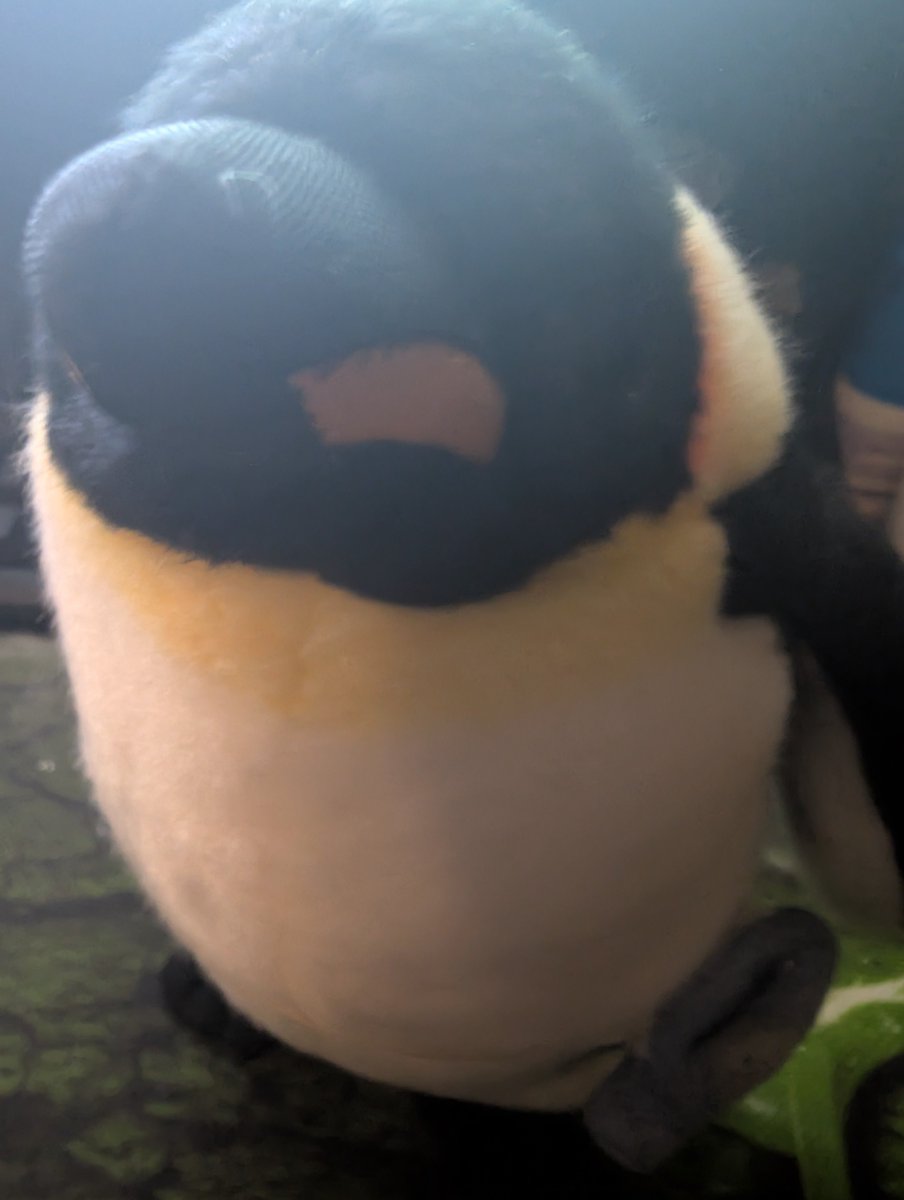 takeuchinameko's tweet image. ひみぺんと一緒に夜ふかし🐧