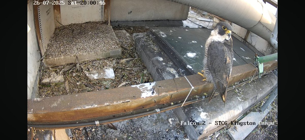 P3V on the beam. She was there for just over two hours, dozing off from time to time.