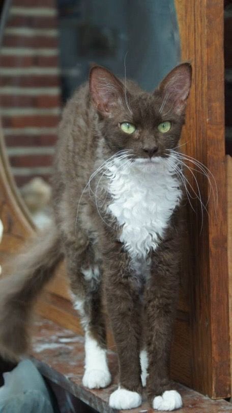 ivannieblas's tweet image. #Caturday