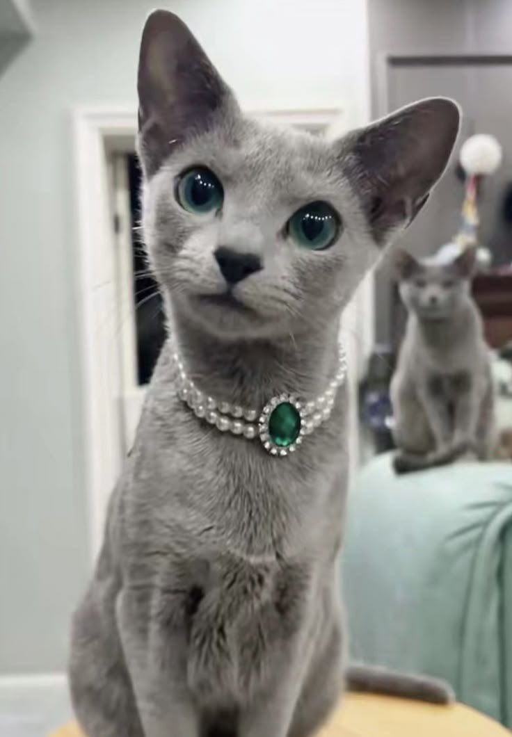 ivannieblas's tweet image. #Caturday