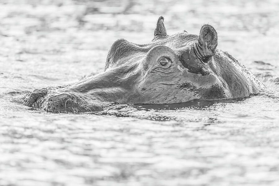 joancarroll's tweet image. Submerged Hippo Botswana! buff.ly/3Rqk7rQ #hippo #submerged #botswana #africa #blackandwhite #wildlife #wildlifephotography #NaturePhotography #animalphotography #blackandwhitephotography #travelphotography #giftideas @joancarroll
