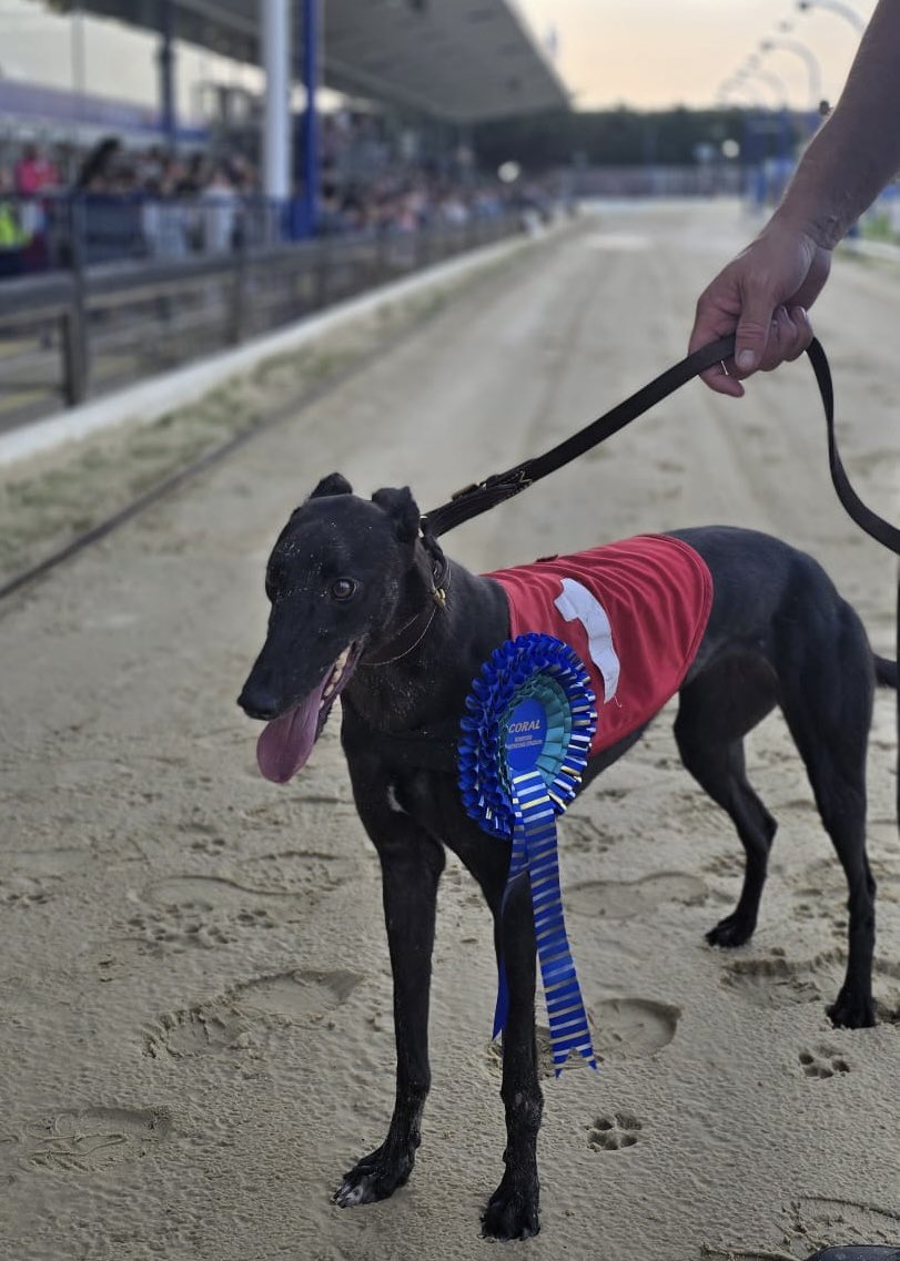RomfordDogs's tweet image. ⭐️Winner of Race 4 - Romford Saturday 26th July 2025

🥇Trap 1 - BRU IRON GIRL 

Trainer🏆- Paul Young 
Owner(s)🐾- Mr E.L.Arrowsmith, Mr S.L.Arrowsmith, Mr J.W.Mansfield, Mr T.Nutkins

Congratulations to Connections!💕