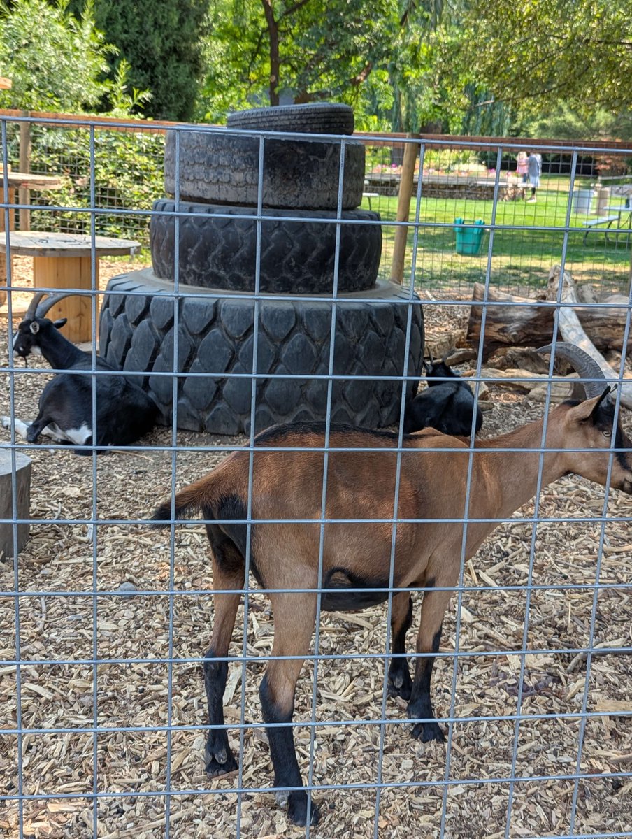 YukiTSOwl's tweet photo. Some of the photos from the trout farm today.
I have a few more that I'll share later.
#IRL #farm #troutfarm #animals #fish #goats #photograghy https://t.co/tAaioPKz1d