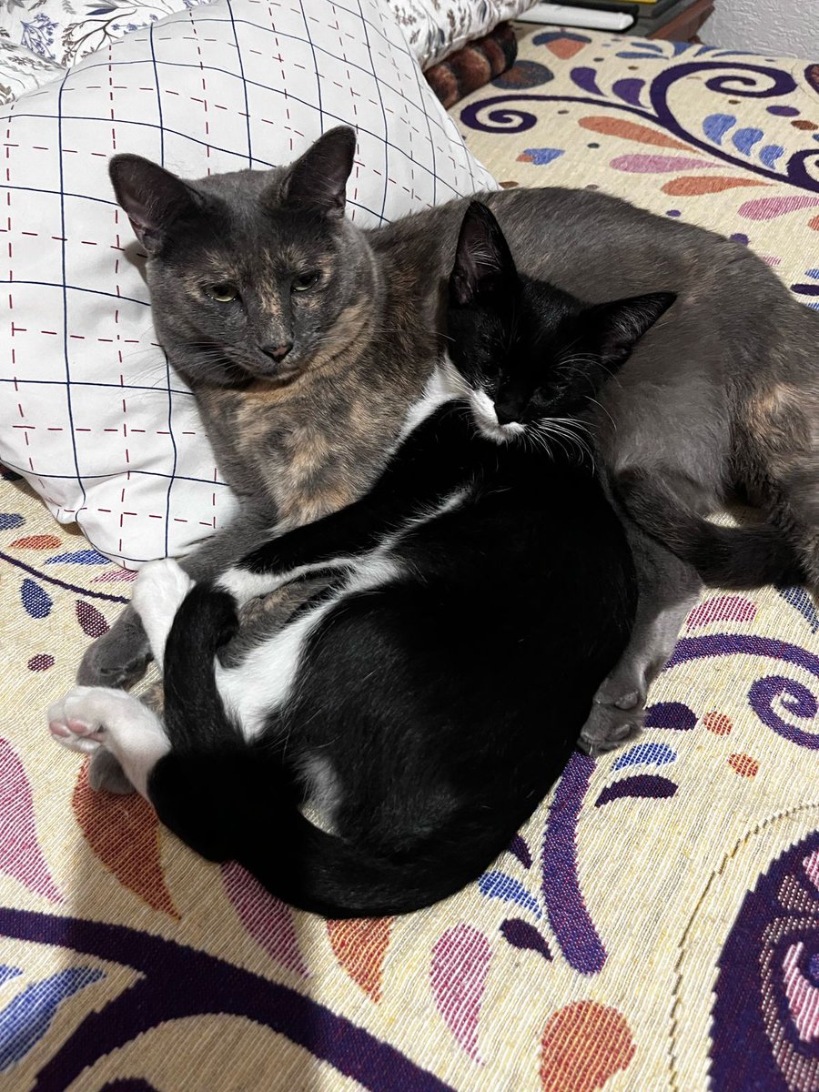 MeowWorkshop's tweet image. Eowin estuvo conmigo 2 años, todos sus hermanos se fueron en adopción menos ella, hoy después de casi un mes de haberla entregado su nueva familia, me manda esta foto. 🥹