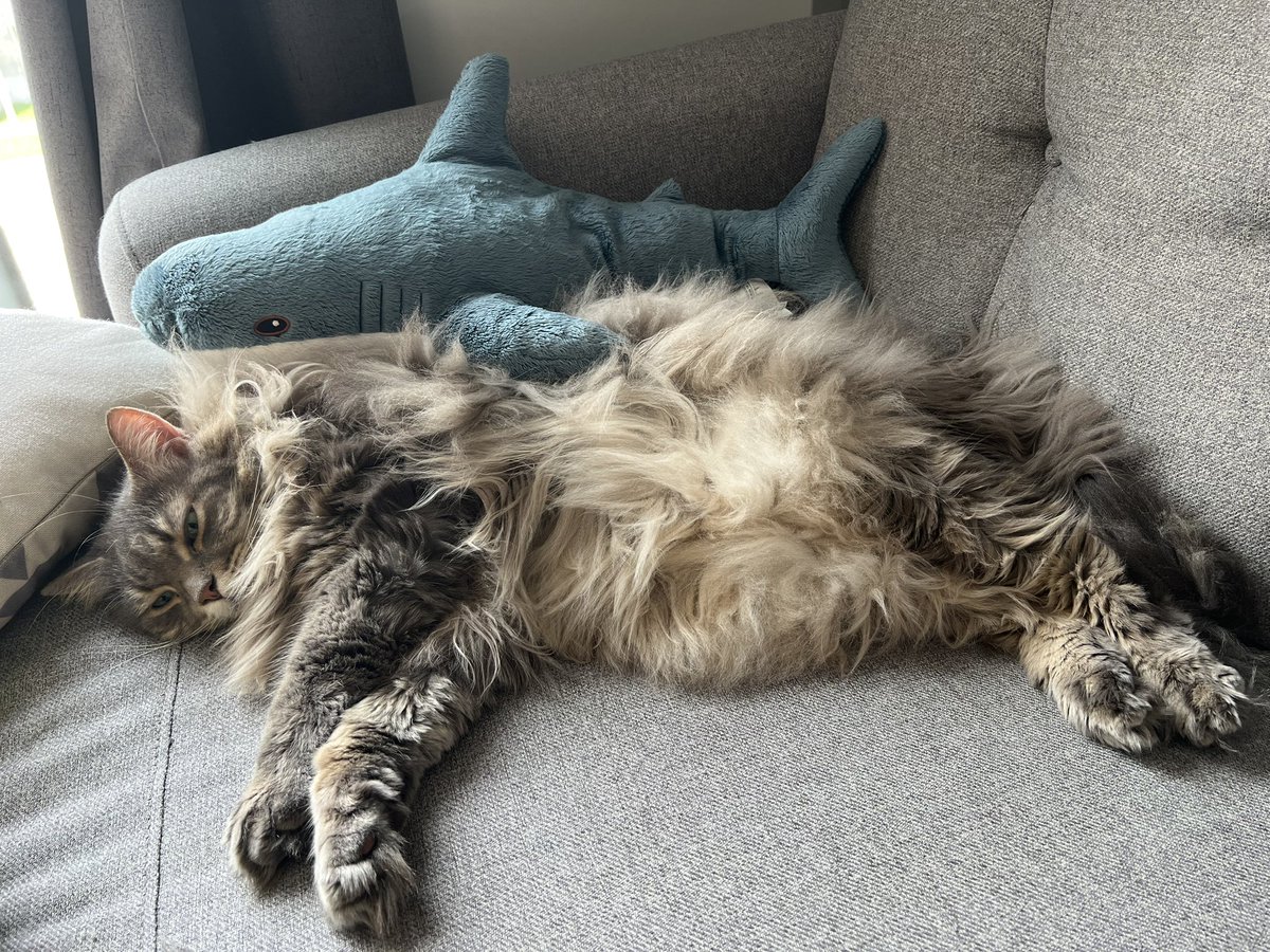 JuneGG77's tweet image. willmack cuddling my cat