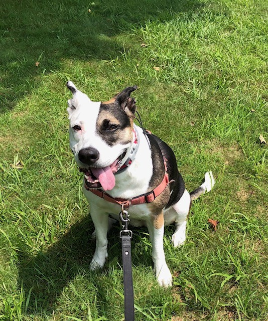 lisaburkin's tweet image. Foster girl Lena enjoying the milder weather today on Martha's Vineyard!
