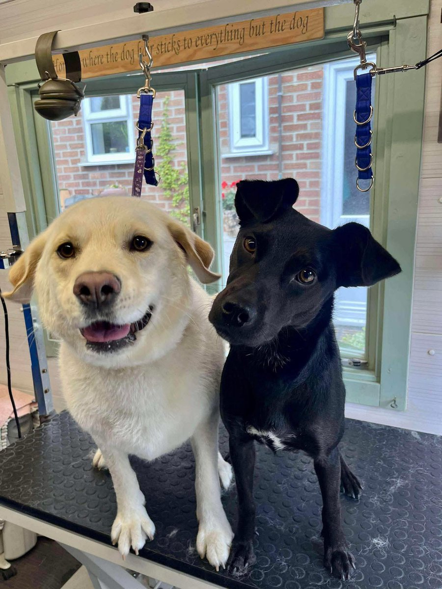 GillyMeeky's tweet image. Lulu (was Louisa) on the right, was a big brave girl at the groomers. Her adopter say she went with her sister Lisi to see what it was all about and ended up having the full works. The groomer was absolutely brilliant with her and Lisi showed her how it’s done.
I think she looks…