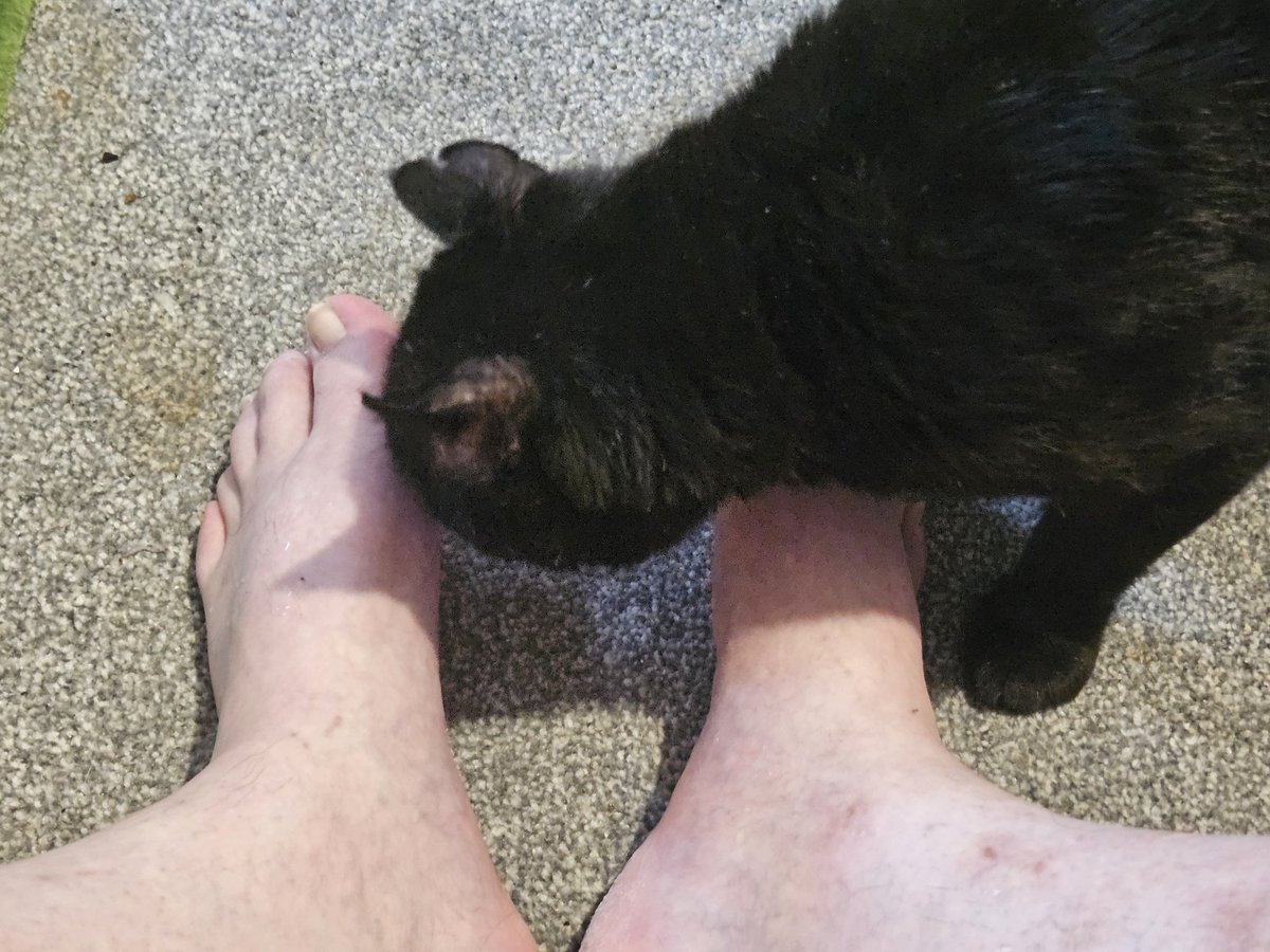 HurricaneHam's tweet image. He licked my feets