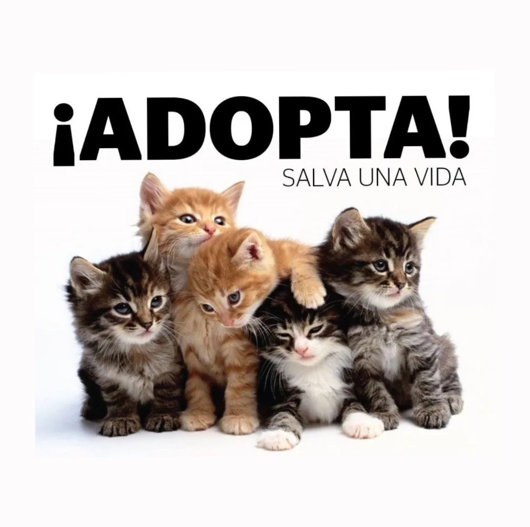 Grupo Ayuda Mascotas 🇻🇪🐾 tweet media