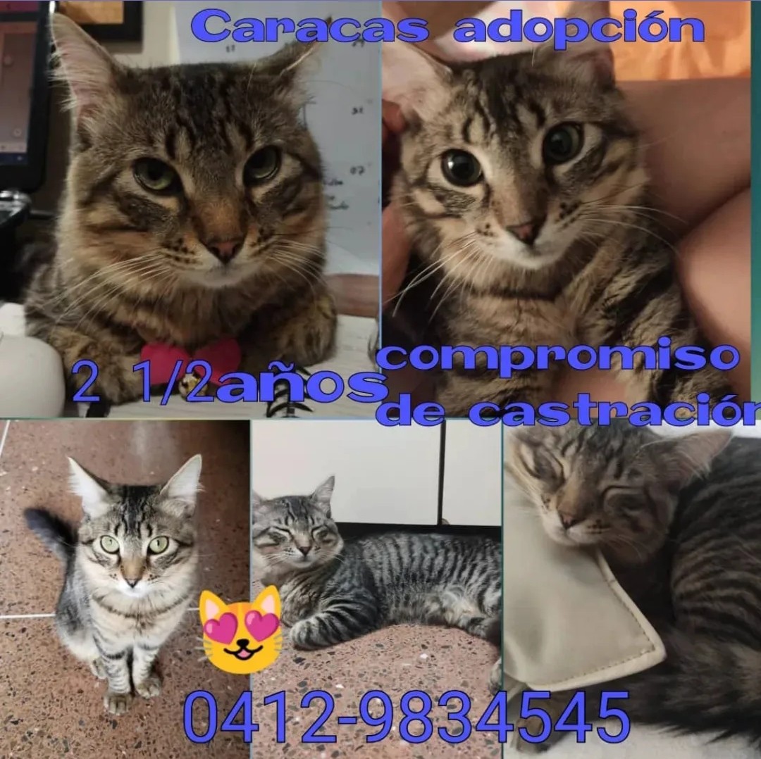 #CaracasEnAdopción lindos gatitos adultos, desparasitados, esterilizados #BuscaHogar amoroso 📱 +58 414-2007251