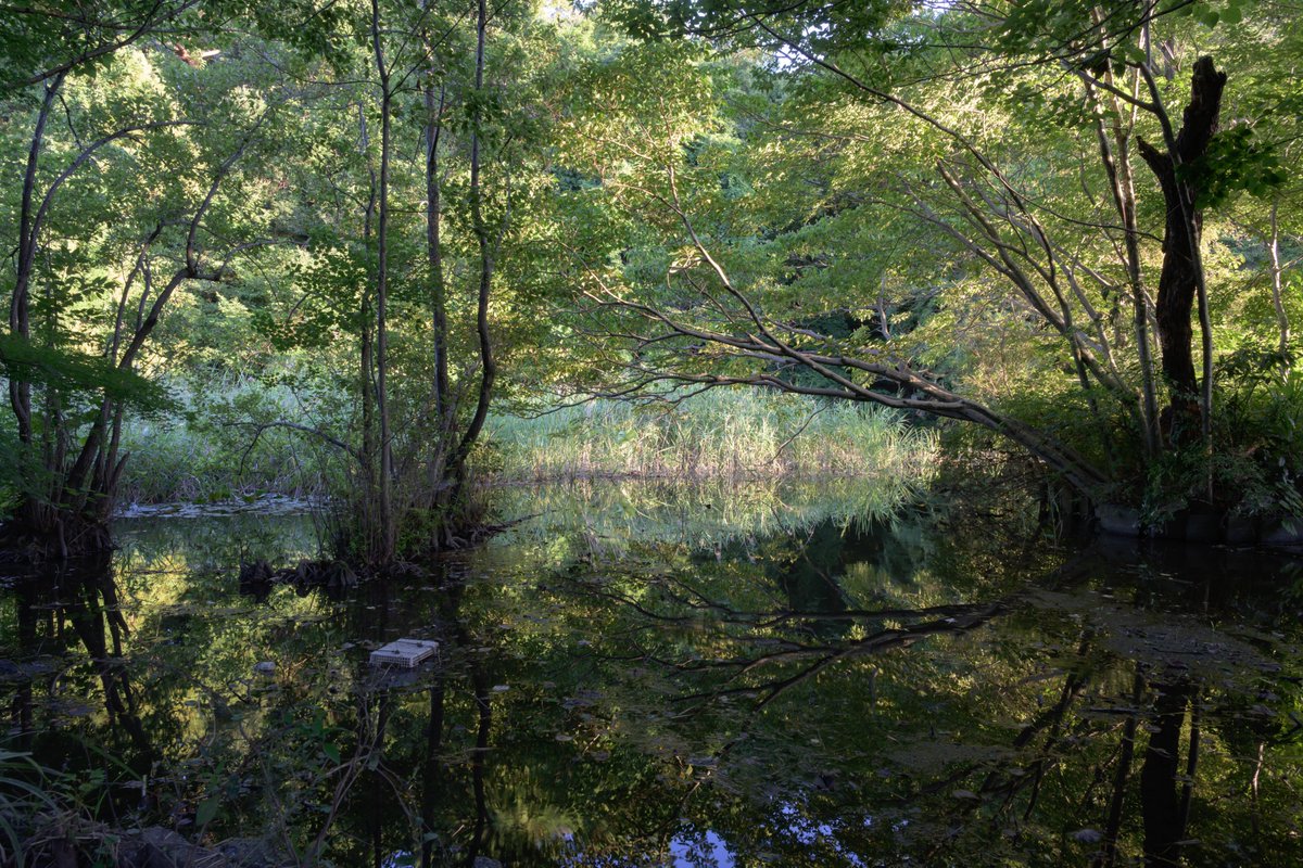 Oolong_sha's tweet image. 石神井公園