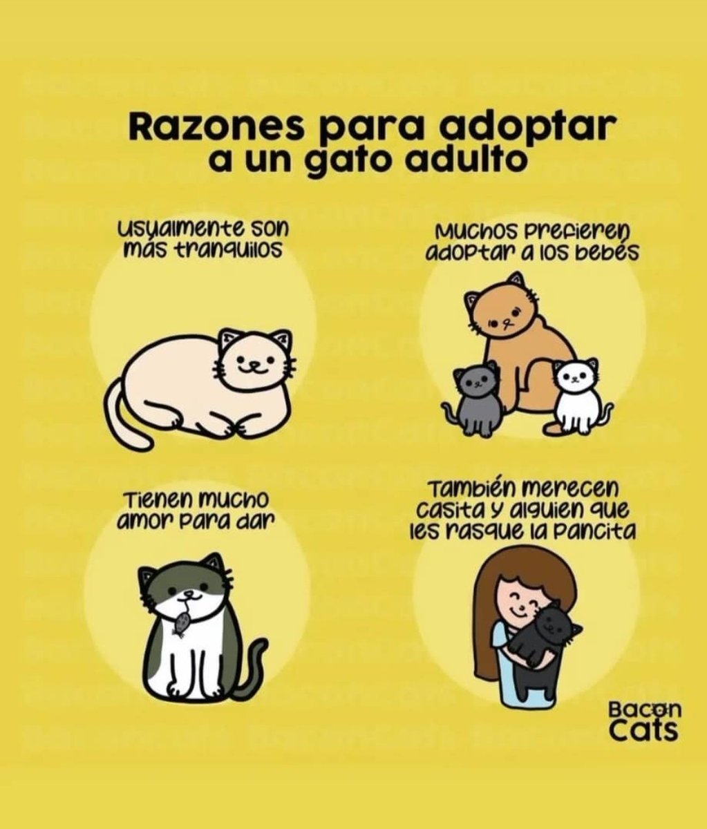 Razones para adoptar un gato adulto. Dales la oportunidad. #AdoptaUnGatoAdulto 🐈🐾