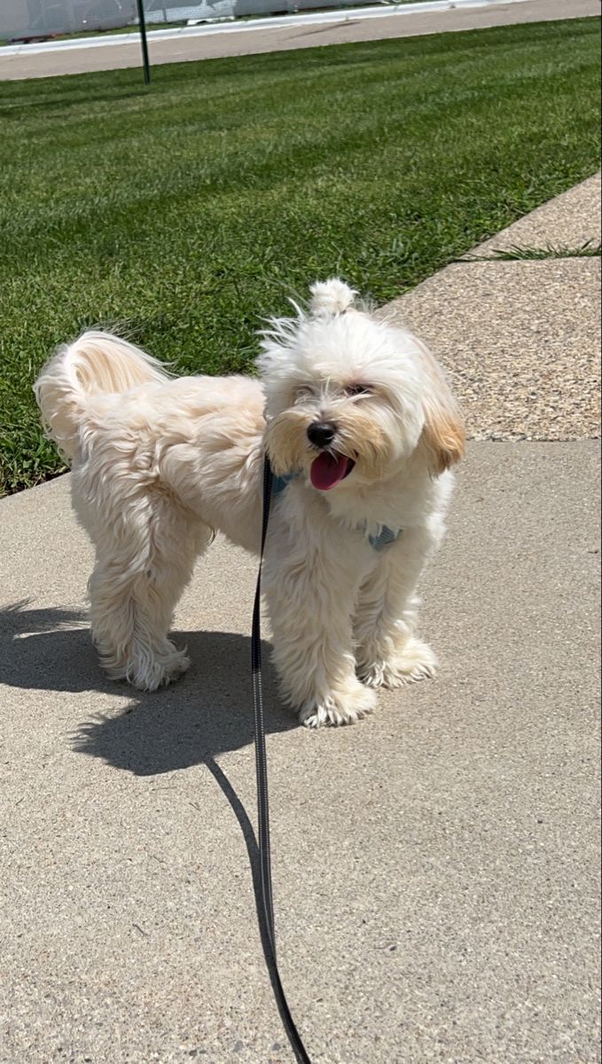 Brett Oliver (@brettolive79353) on Twitter photo 