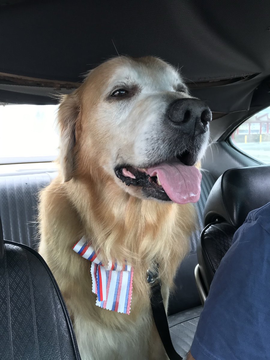 Had to do the hardest thing I’ve ever done.

Today, I say goodbye to my best friend in the whole world. He was the best damn dog I could have ever asked for. Always so happy and full of love, and has given me the best life these last 14 years.

I will miss you forever, Cj.