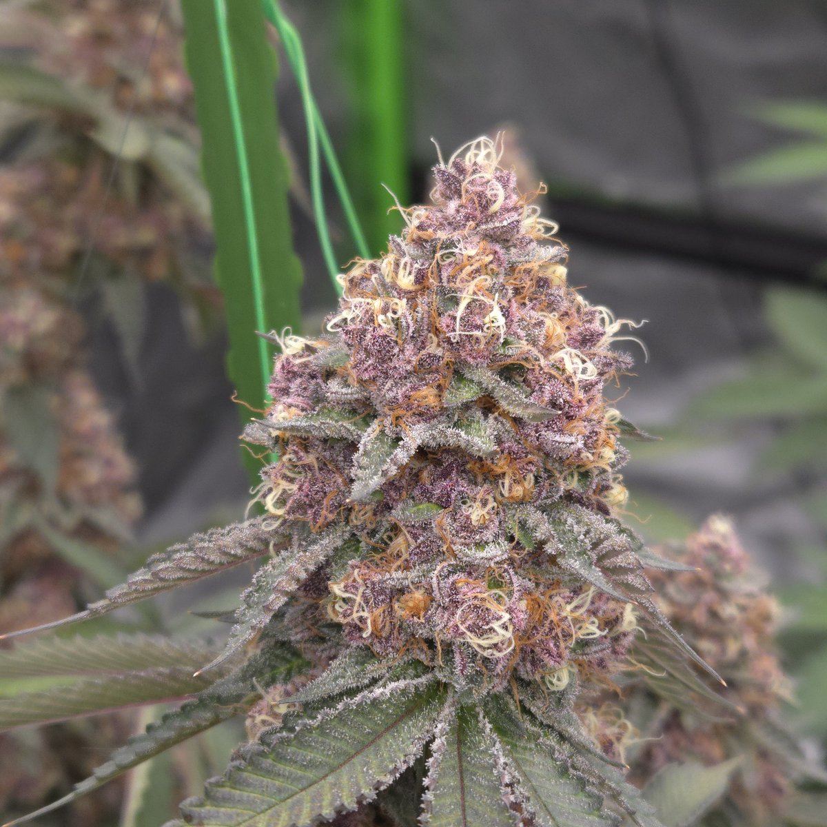 ElevatedExpdton's tweet image. Would you grow this X with some black maruf pollen from @KropDusterSeeds
I am debating on adding this to my arsenal... Problem is. I don't personally enjoy much fruit
