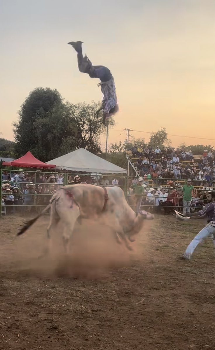 TraeK_'s tweet image. My IG algorithm been feeding me people getting tore up ay rodeos and bull fighting and I watch every single one of em lol