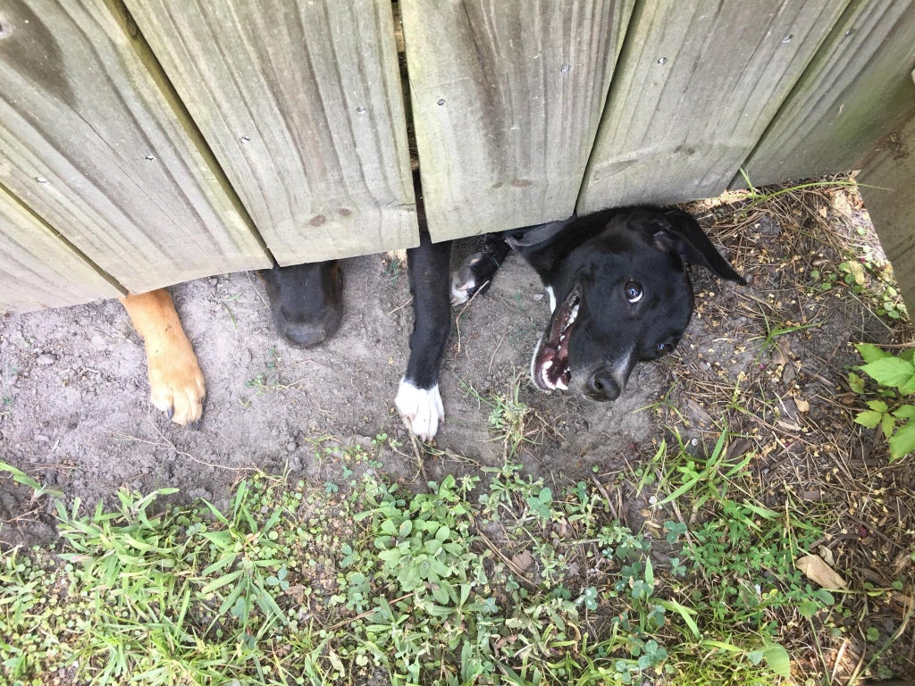 t4hrts's tweet image. &quot;I haven’t met my new neighbor yet, but her dogs love me&quot;
