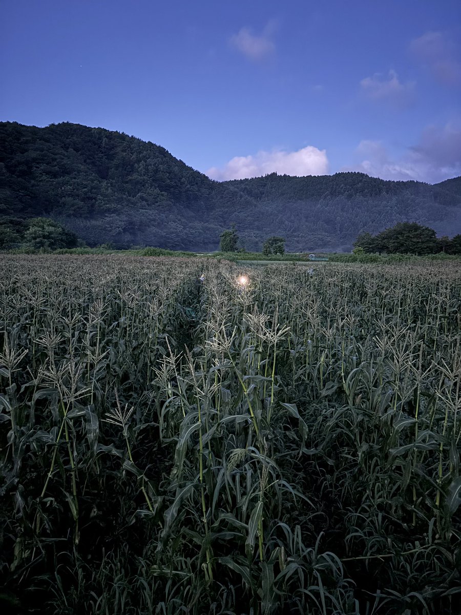 2日目もスタート

第３回河口湖とうもろこし祭り開催🌽
日時7月26（土）27日（日）
場所kawaguchikobase 旅の駅
9:00〜15:00

『富士山に挑戦！とうもろこし祭りで3776本販売したい！』

残りあと1146本