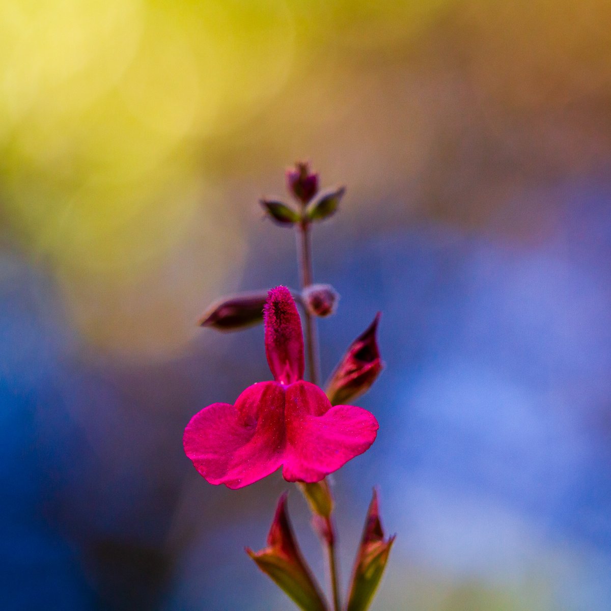 JohnGetchel's tweet image. Prismatic garden
I really love the beautiful colors I captured in the background of this lovely flower. I hope you do too.