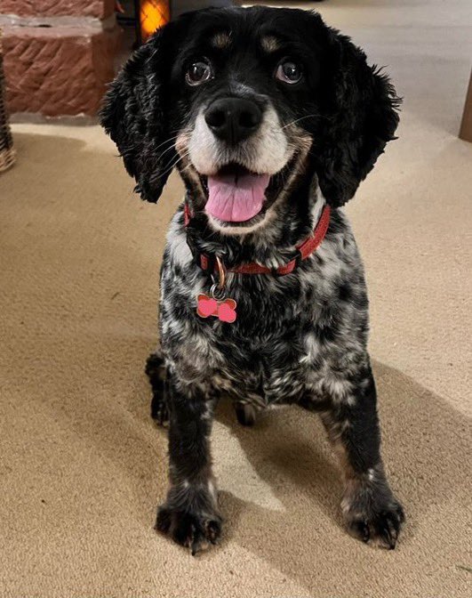 Rocky 😸Tabitha 😽Bernee🐻🌈Vitcza🌈Barney (@vitcza) on Twitter photo Jaspers Family: Our gorgeous boy. Forever in our hearts Jasper <a href="/CancerDoggy/">I is Jasper. Here in Hartsons honour ❤️</a> 25th July 2009 - 28th June 2025 #TheAviators Jaspers Family: Our gorgeous boy. Forever in our hearts Jasper <a href="/CancerDoggy/">I is Jasper. Here in Hartsons honour ❤️</a> 25th July 2009 - 28th June 2025 #TheAviators