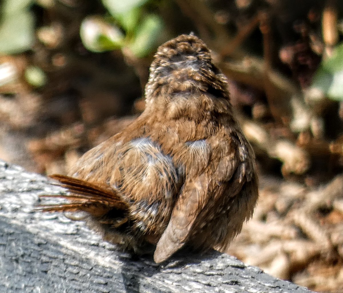 tismenic70's tweet image. Little Wren chillin in the sun