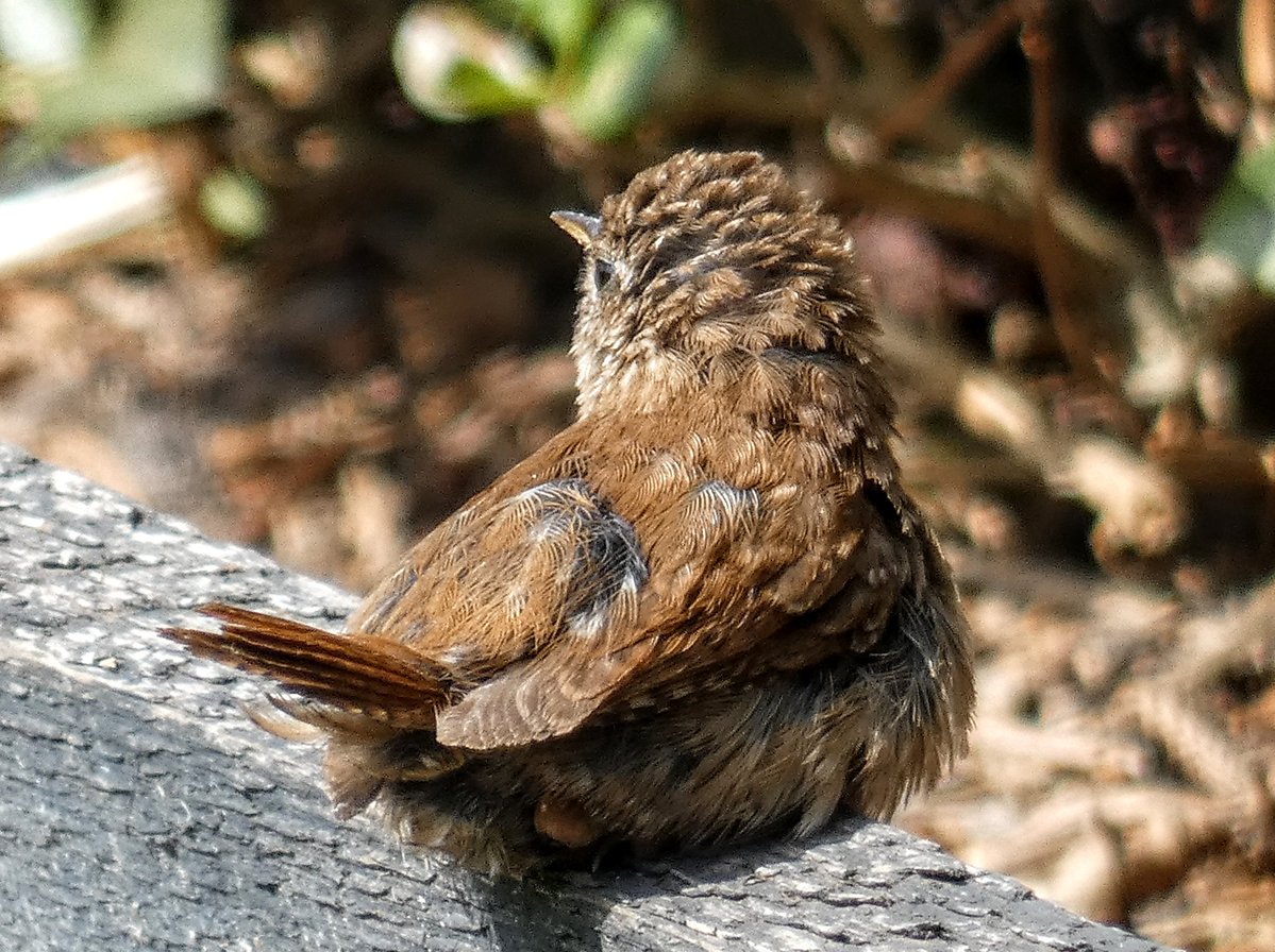 tismenic70's tweet image. Little Wren chillin in the sun