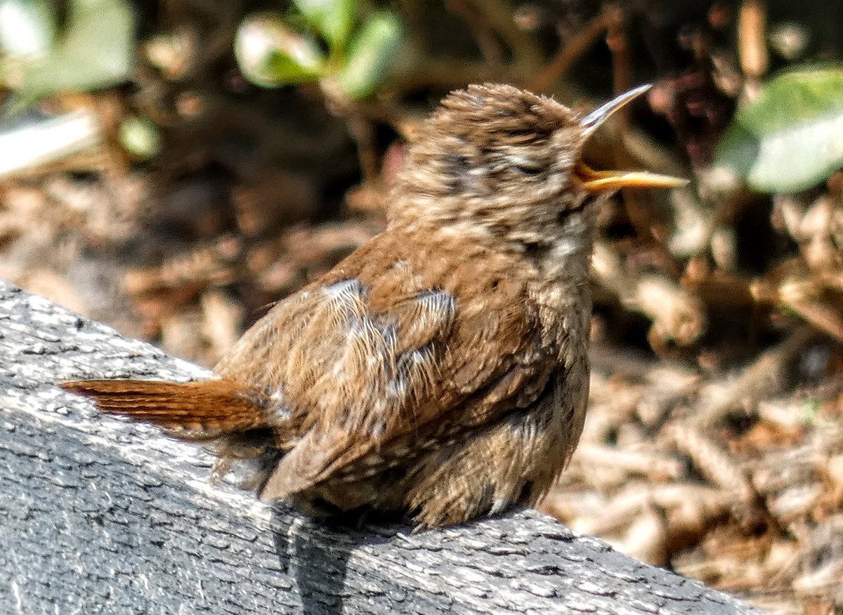 tismenic70's tweet image. Little Wren chillin in the sun