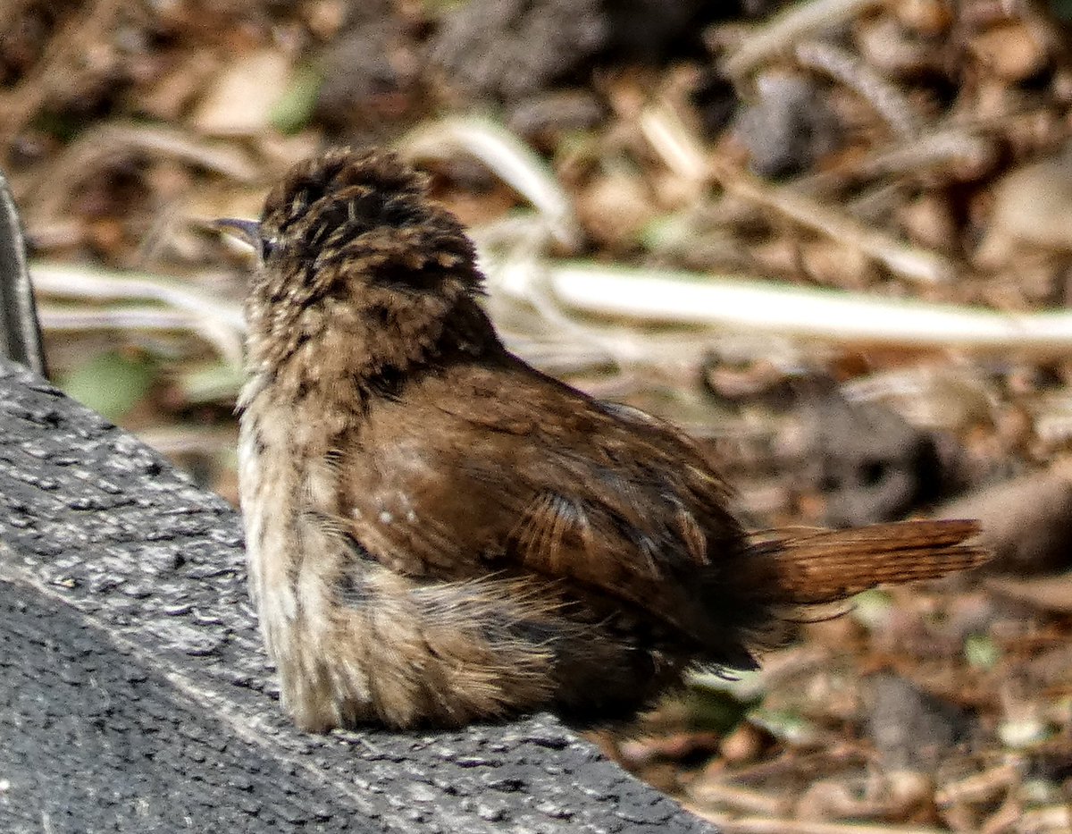tismenic70's tweet image. Little Wren chillin in the sun