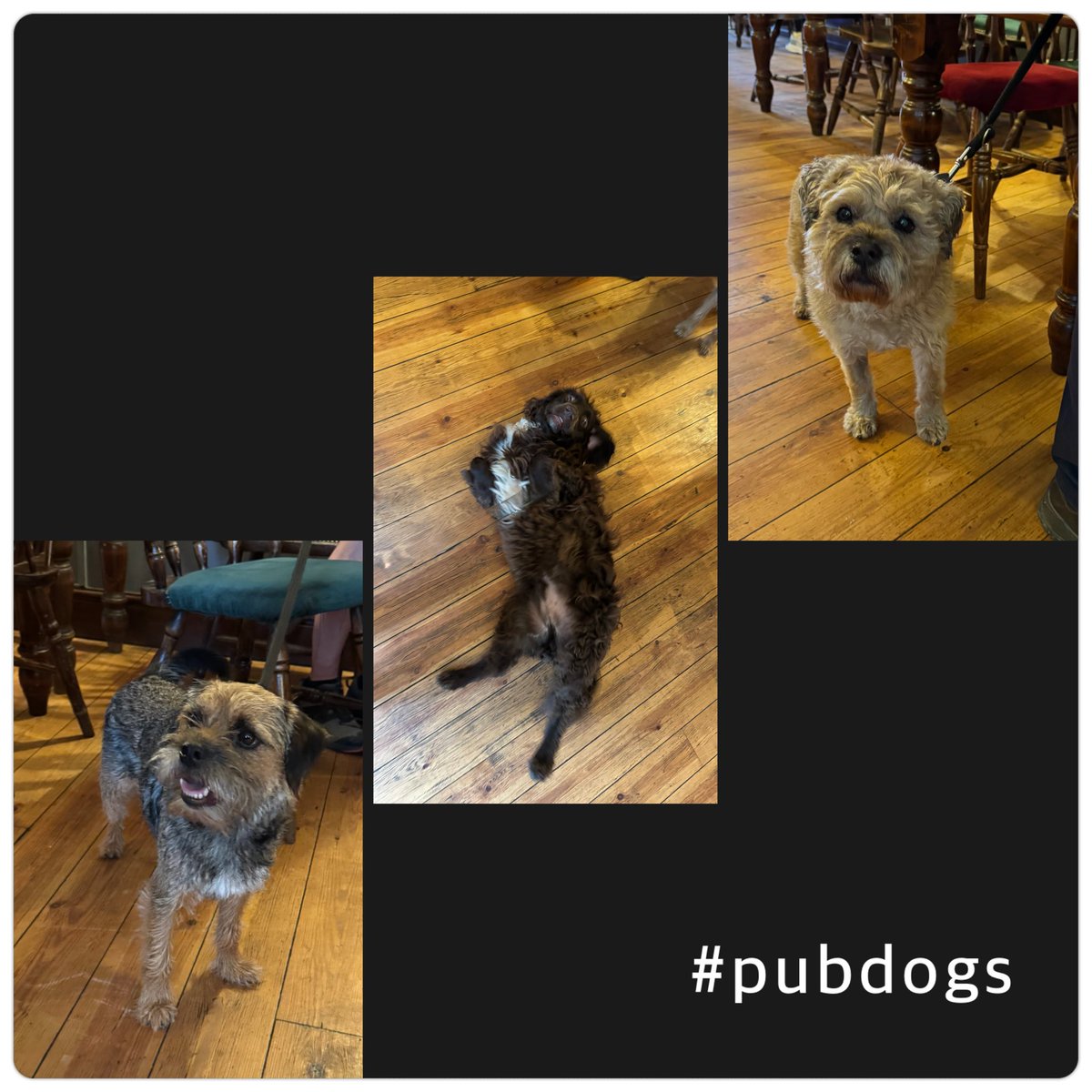 #pubdogs #btposse <a href="/lyndaward5/">Dame Aunty Lynda Ward. BTP CBE.</a> <a href="/bluewrather/">Hopper aka Clunck …4 Bluey OTRB 14\10\21 🌈💜</a>