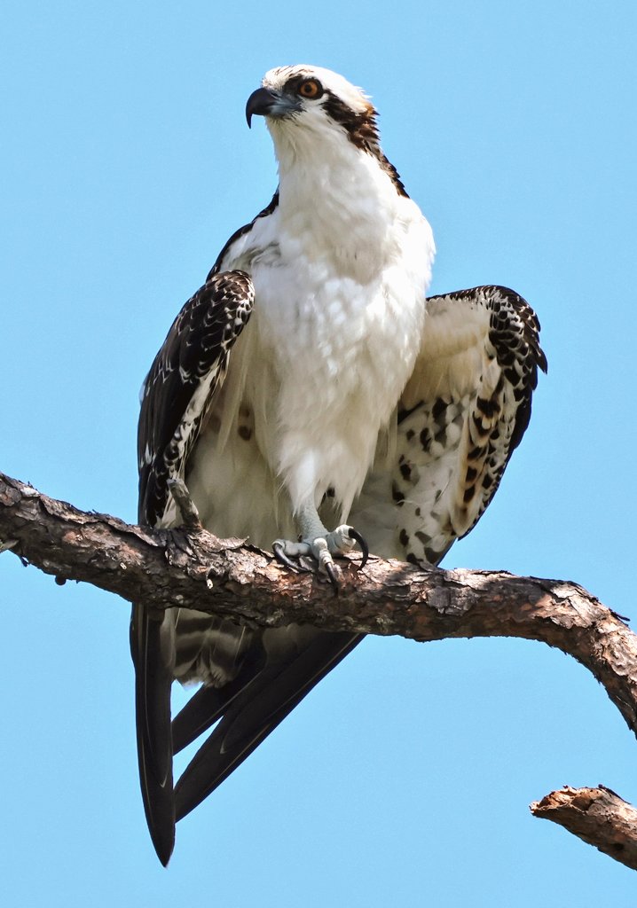 CanariesBlue's tweet image. Today was my lucky day! I went out on a search to find an Osprey - a bird I had yet to capture in a photograph. It's such an amazing bird and just thrilled to have find captured it. 💙