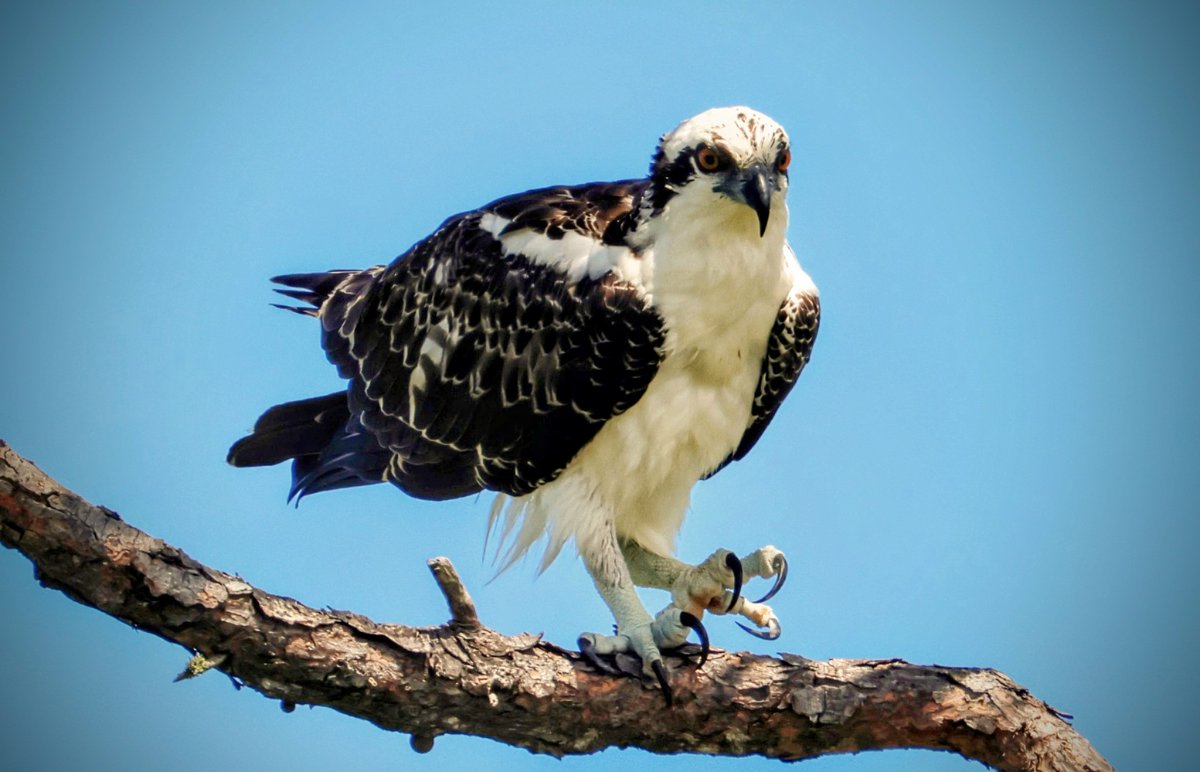 CanariesBlue's tweet image. Today was my lucky day! I went out on a search to find an Osprey - a bird I had yet to capture in a photograph. It's such an amazing bird and just thrilled to have find captured it. 💙