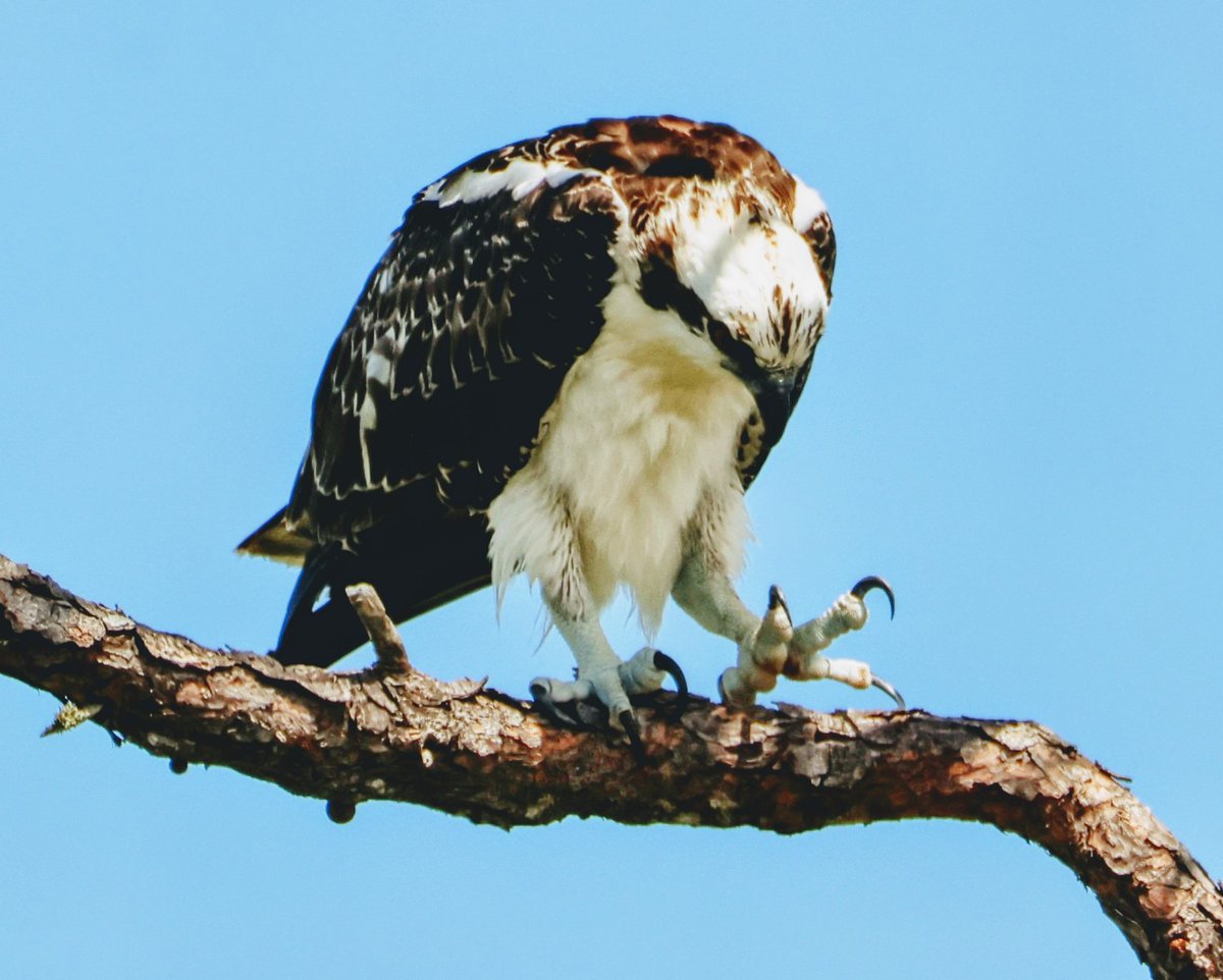 CanariesBlue's tweet image. Today was my lucky day! I went out on a search to find an Osprey - a bird I had yet to capture in a photograph. It's such an amazing bird and just thrilled to have find captured it. 💙