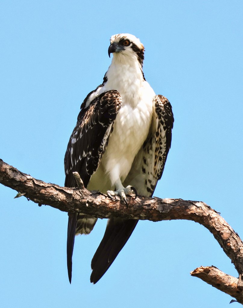 CanariesBlue's tweet image. Today was my lucky day! I went out on a search to find an Osprey - a bird I had yet to capture in a photograph. It's such an amazing bird and just thrilled to have find captured it. 💙