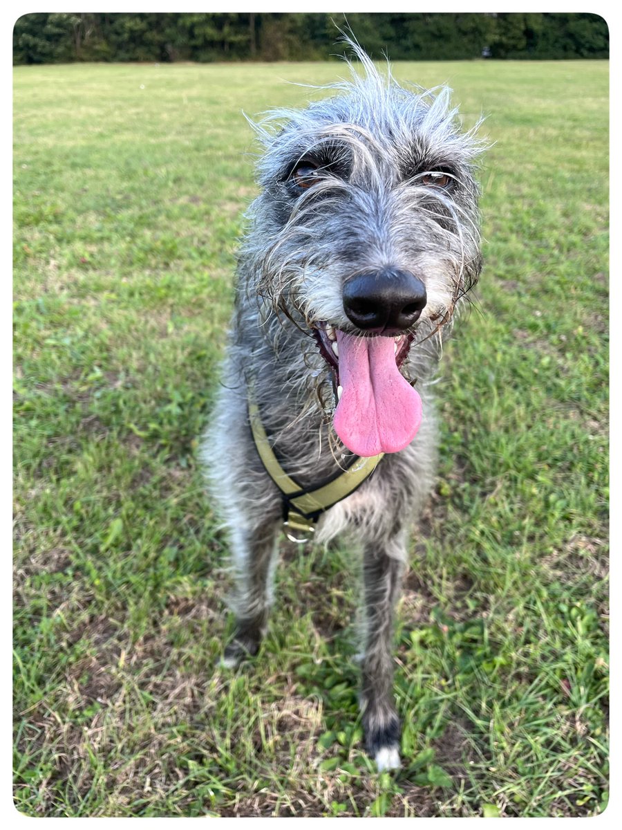 flyabout7's tweet image. Meet Mildred, a beautiful Lurcher girl who we bumped into on the field just now. 

It was big love between her and Ralph and they spent the time running the legs off each other! 🐾💨💨

#LurcherLoveStory