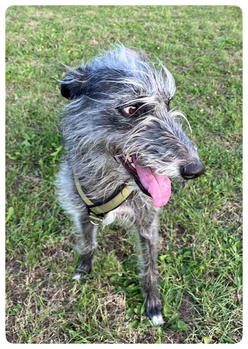 flyabout7's tweet image. Meet Mildred, a beautiful Lurcher girl who we bumped into on the field just now. 

It was big love between her and Ralph and they spent the time running the legs off each other! 🐾💨💨

#LurcherLoveStory