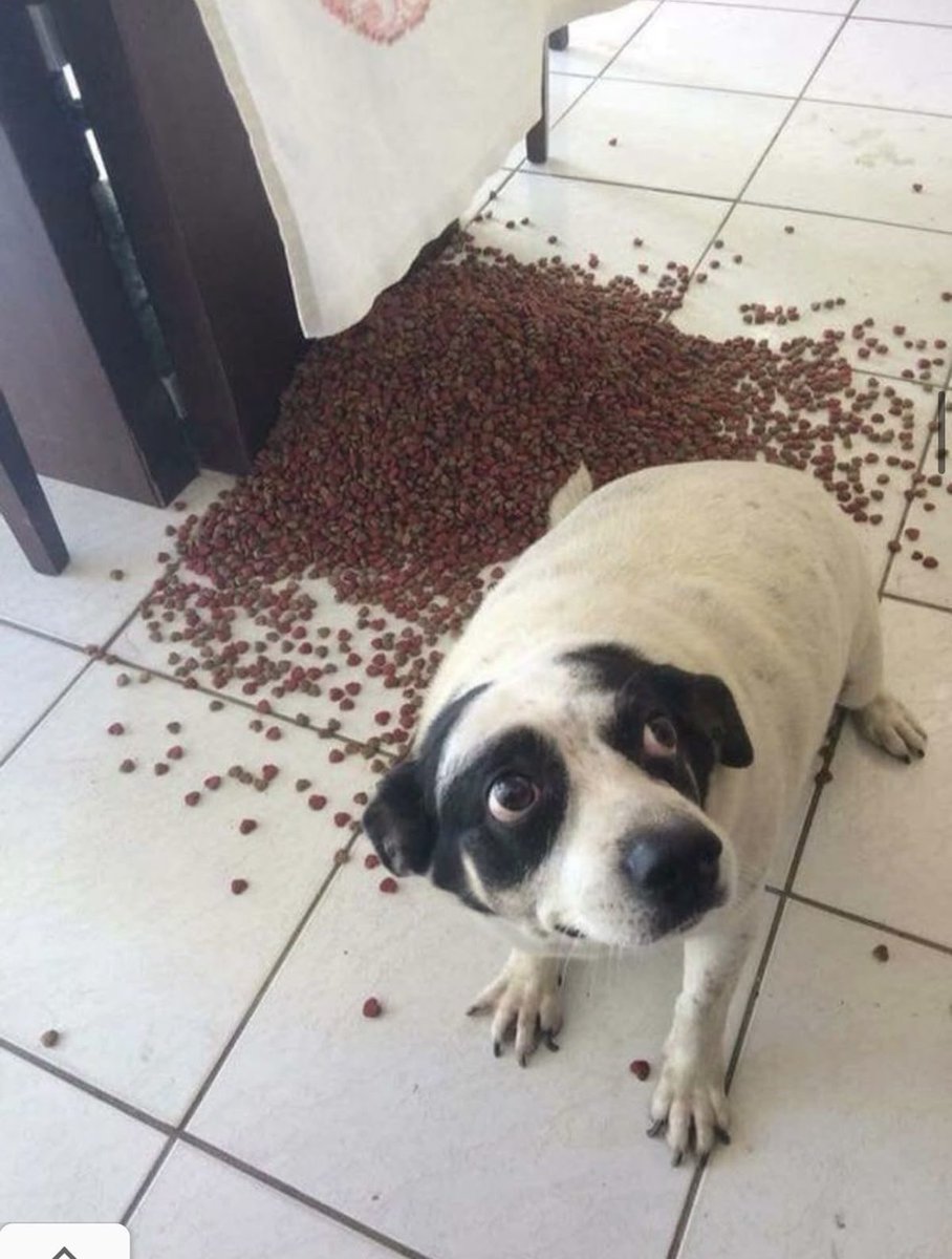 💖 (@twaniimals) on Twitter photo 