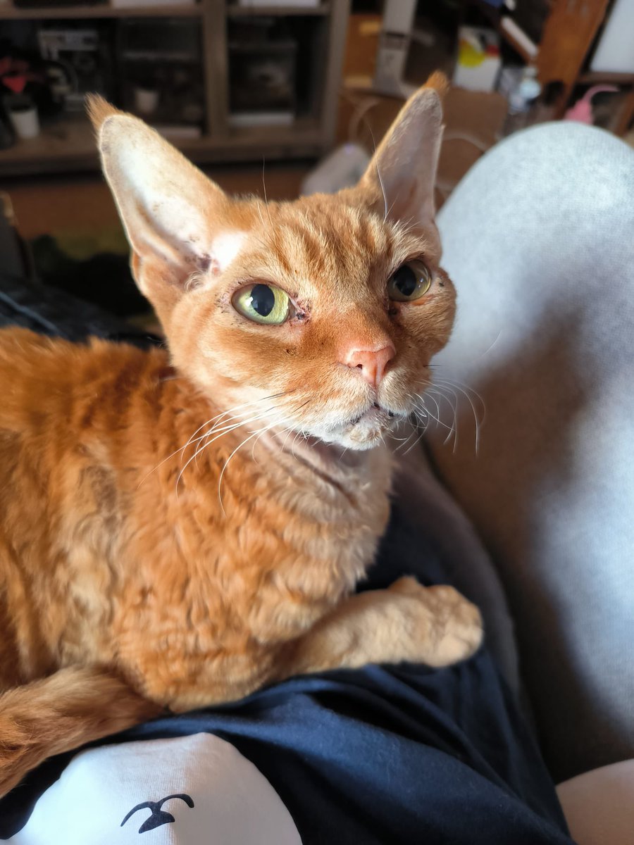 WeNeedAnArk's tweet image. I lost this man today. I trust that he is watching birds in the sky and finding cardboard boxes to make his own. He was a selfless companion.