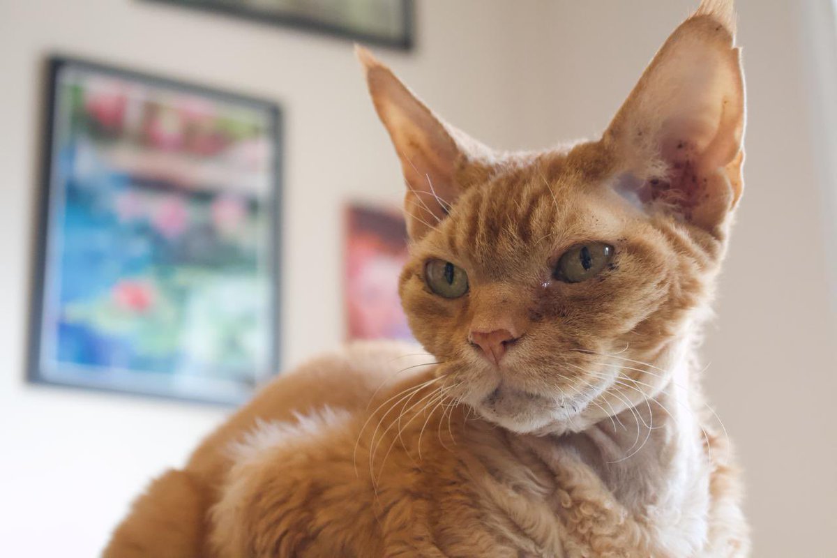 WeNeedAnArk's tweet image. I lost this man today. I trust that he is watching birds in the sky and finding cardboard boxes to make his own. He was a selfless companion.