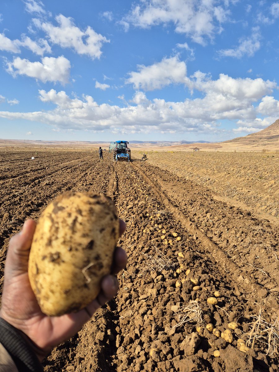 MMavusoo's tweet image. 🥔 🥔 we continue to feed the nation and our neighboring countries 🇱🇸 and 🇲🇿
Thank you for the support we get
#MCV
#Potato_farmer