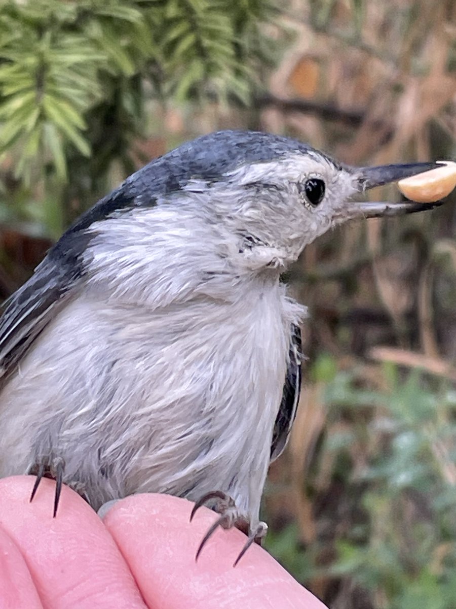 SLB_211's tweet image. A full-service salon: nails, blow-dry AND snacks!
White-breasted nuthatch comes to say hello 😍
#TwitterNatureCommunity #BirdTwitter