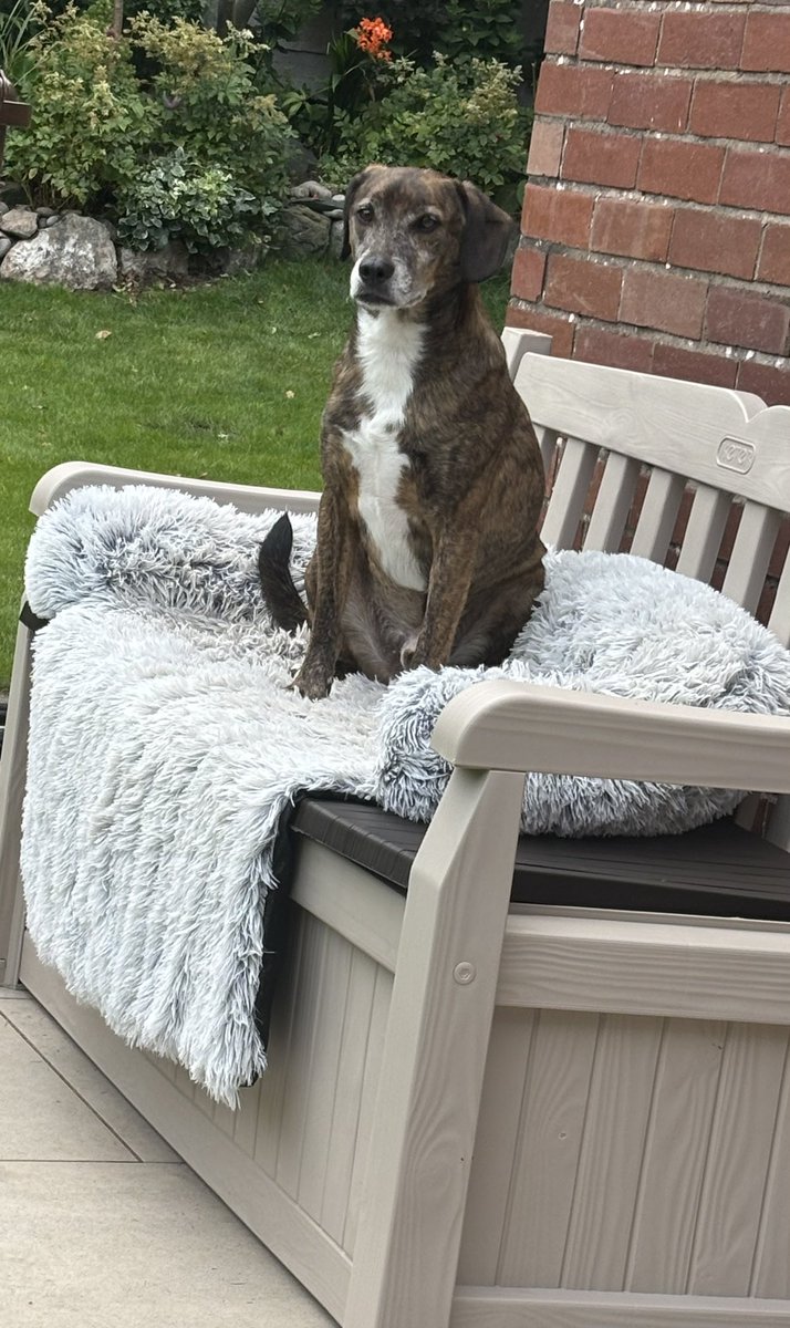 kittykat3647's tweet image. Milo has been sat in the back garden just chillin’. We adopted him 2 year ago and this little boy never ceases to melt our hearts.@GillyMeeky thank you for allowing us to share our life with this fabulous boy . ❤️❤️🐾🐾