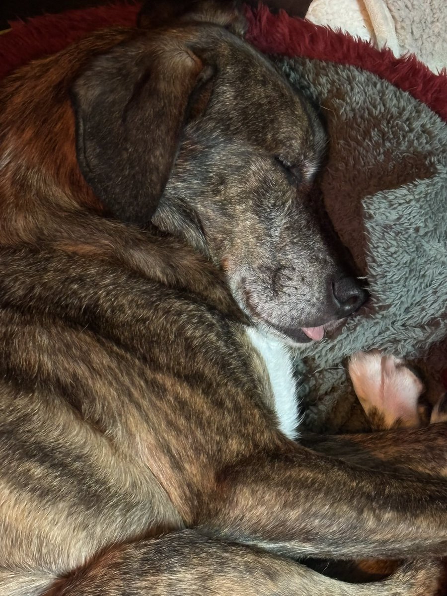 kittykat3647's tweet image. Milo has been sat in the back garden just chillin’. We adopted him 2 year ago and this little boy never ceases to melt our hearts.@GillyMeeky thank you for allowing us to share our life with this fabulous boy . ❤️❤️🐾🐾